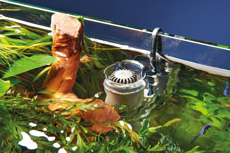 Surface skimmer effectively cleans the aquarium surface