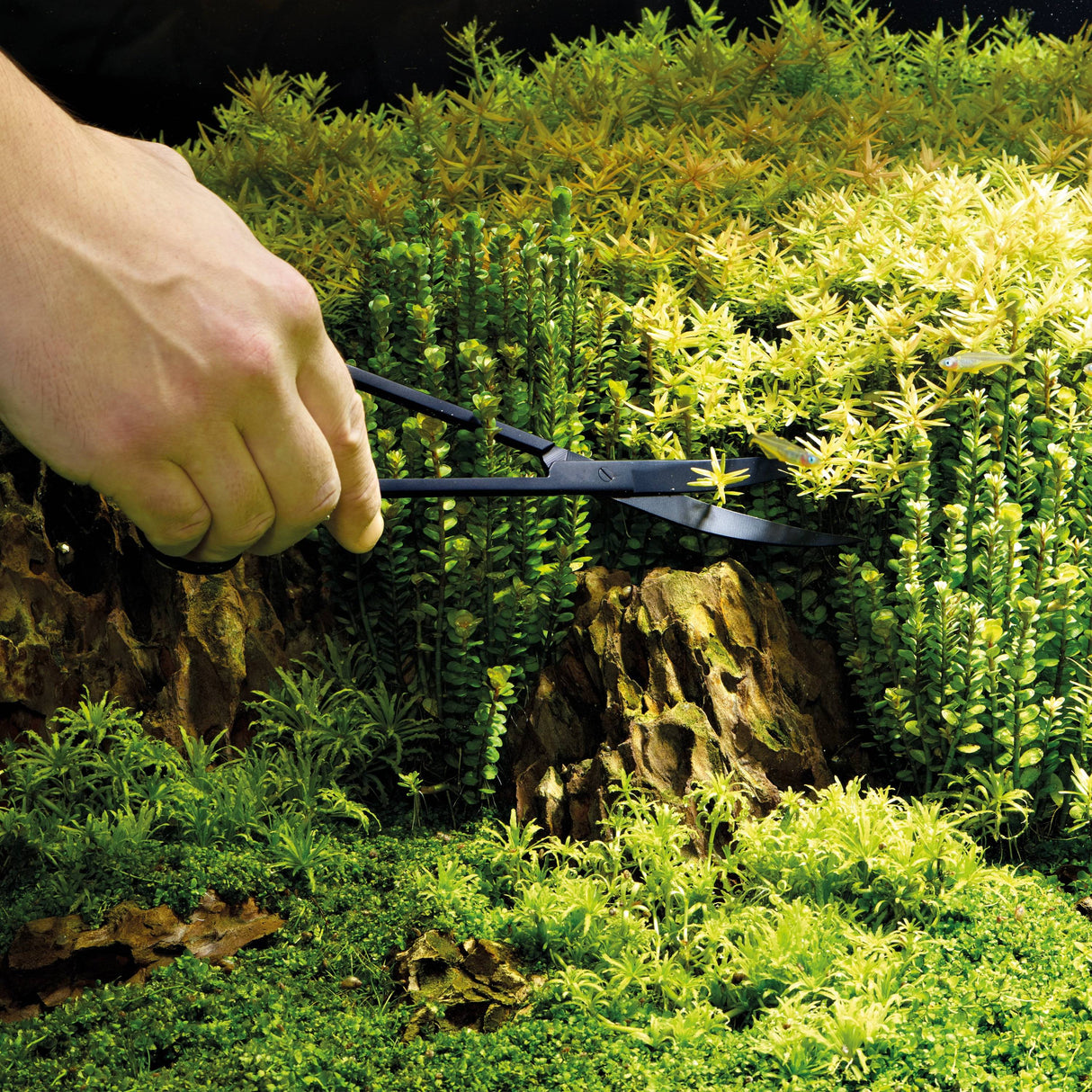 OASE Plant Scissors in use