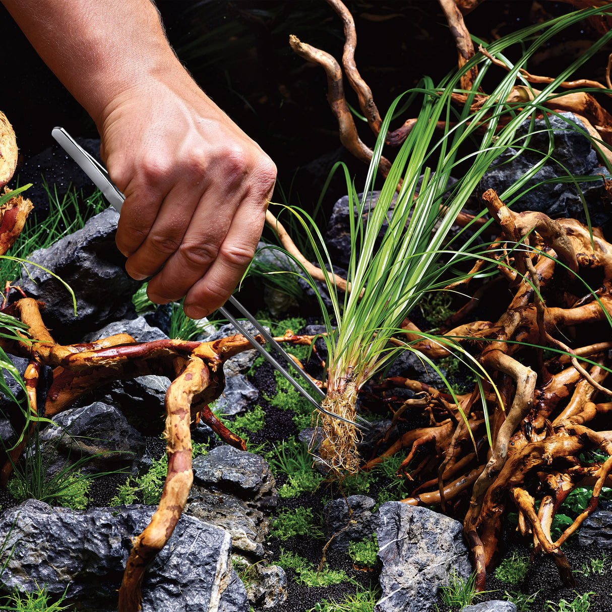 Plant Tweezers in use