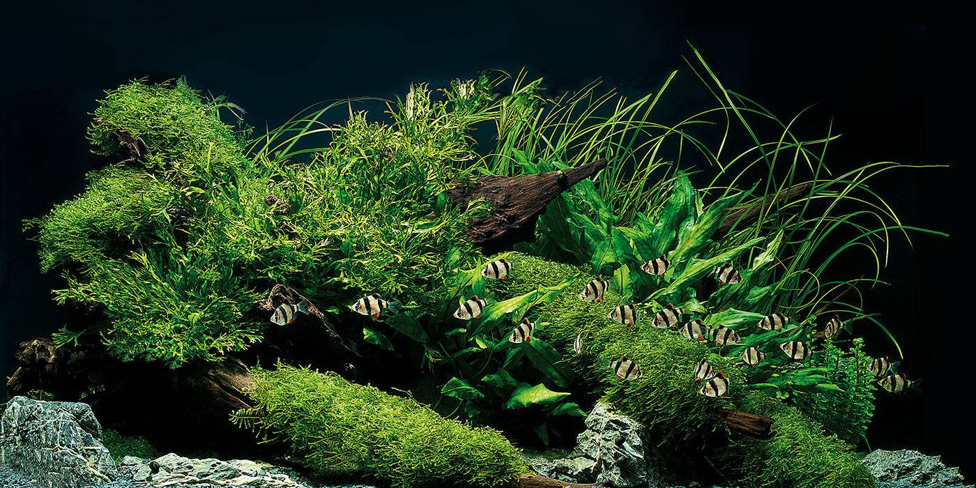 Learn more about stream pumps