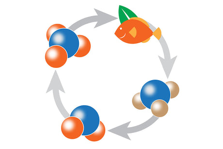 aquarium cycle illustration