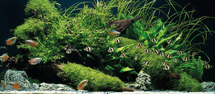 aquascape
